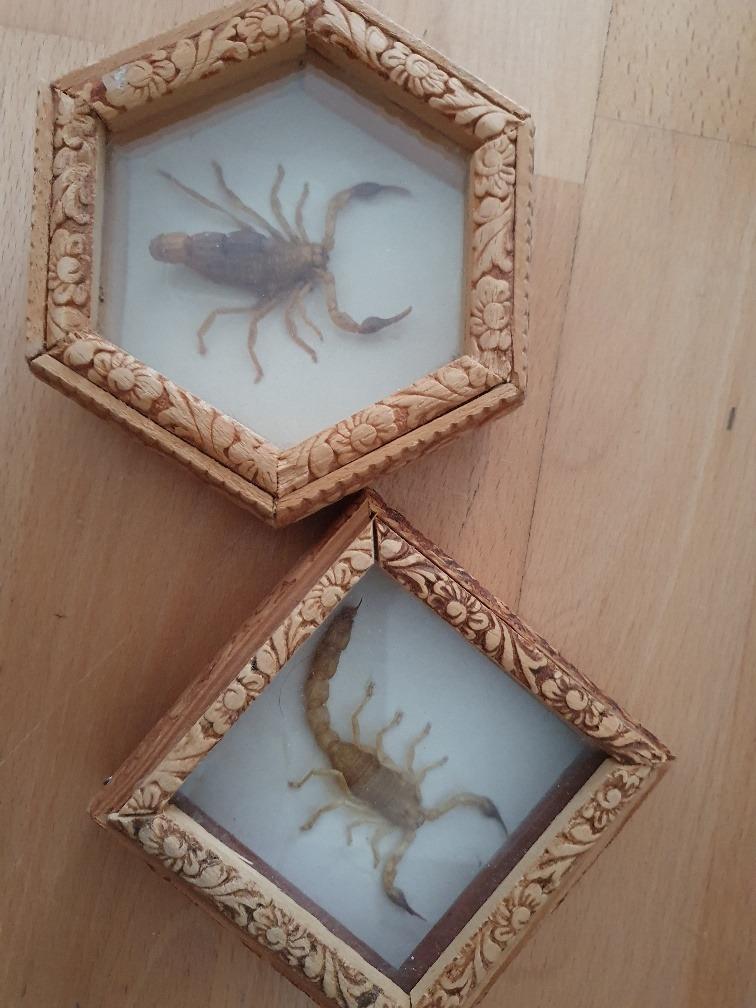 škorpión v živici dekorácie 10 a 11 cm - Zberateľstvo