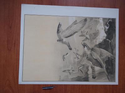 Dravci - litografie - 20 x 27,5 cm .....