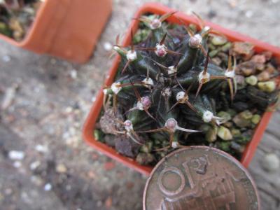 kaktusy gymnocalicium hybrid japan