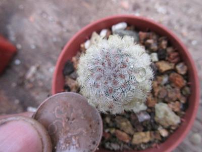 kaktusy echinocereus pectinatus v rigid.