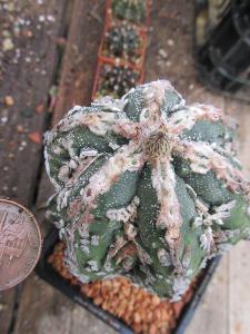 kaktusy astrophytum hybrid HAKUJO
