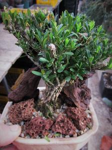 Bonsai pokojová-Buxus Harlandii v misce