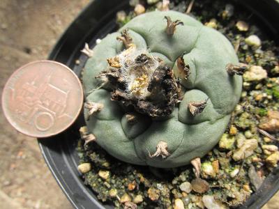 kaktusy lophophora williamsii