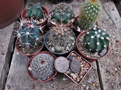 kaktusy 8 kusů
