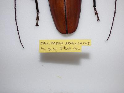 Callipogon  armillatus 114,7mm