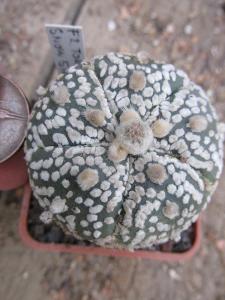 kaktusy astrophytum hybrid