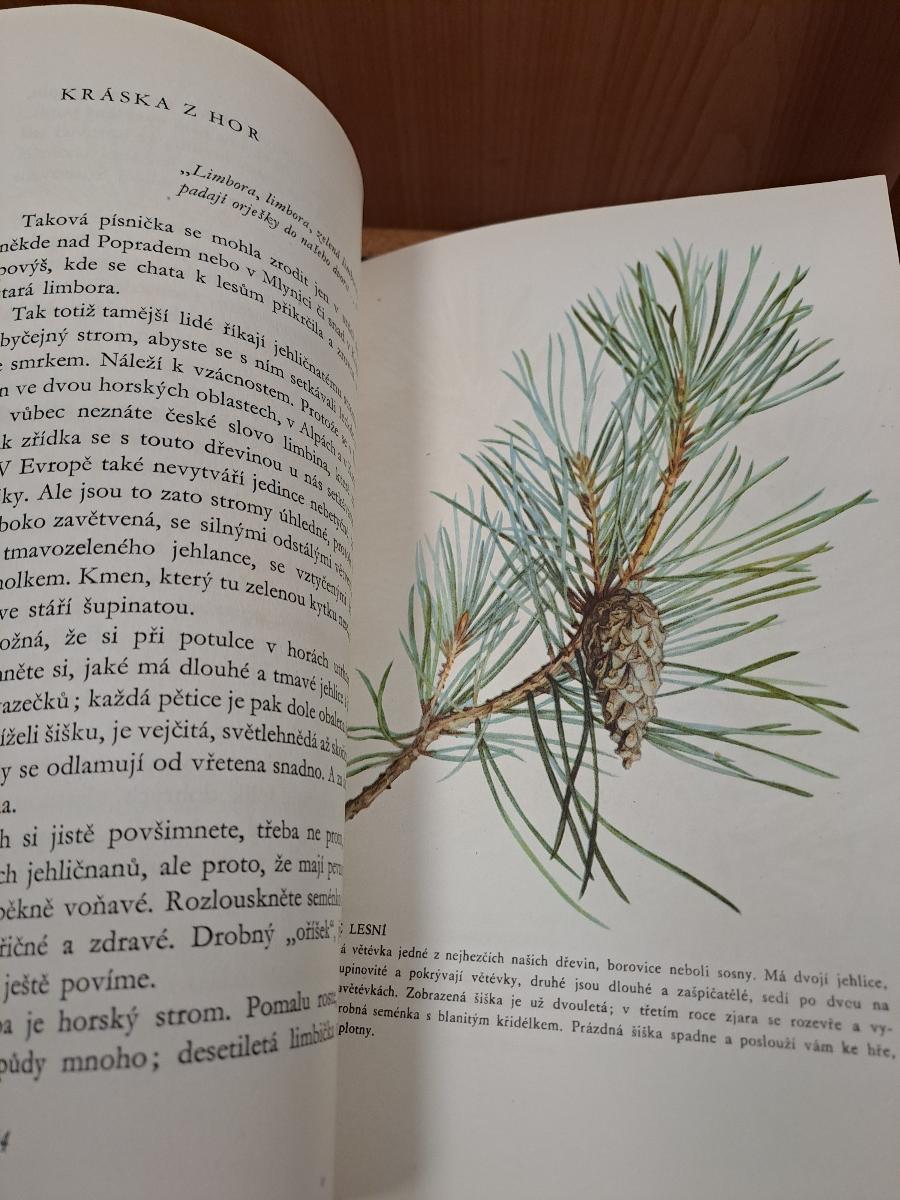 O našich stromech - Jaroslav Spirhanzl Duri, 1959 - Odborné knihy