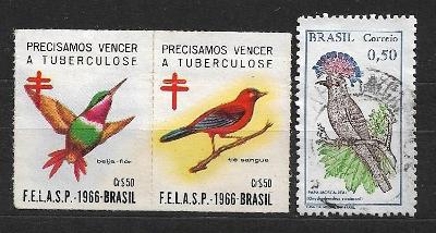 Fauna ptáci Brazilie
