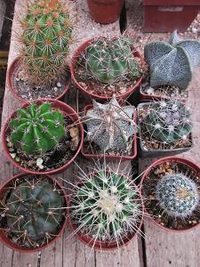 kaktusy 9 kusů