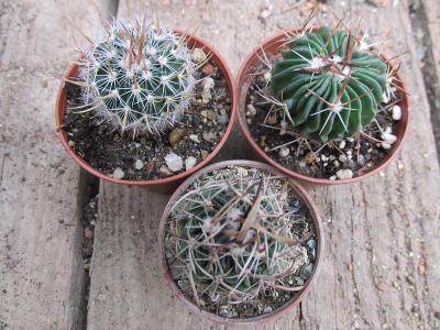 kaktusy stenocactus 3 kusy