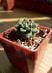 Kaktus | Turbinicarpus alonsoi - Dom a záhrada