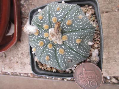 kaktusy astrophytum asterias čistý