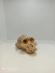 Lebka Australopithecus , fosília , kópia/replika - Zberateľstvo