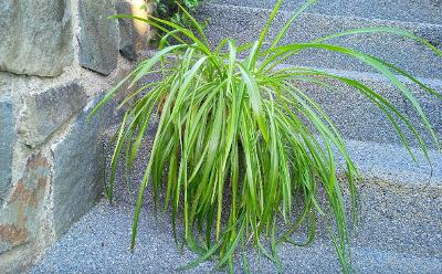 Zelenec chocholatý, léčivá pokojová rostlina, čistička vzduchu
