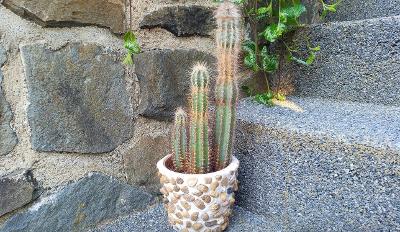 3 velké kaktusy vysoké 42 cm