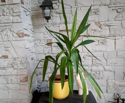 Pokojová květina Juka, vzrostlá palma vysoká 90 cm