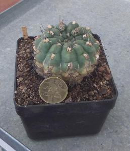 kaktus Gymnocalycium gibbosum nobile