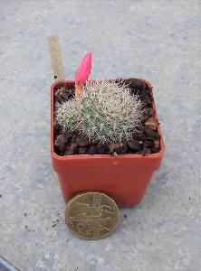 kaktus Rebutia uebelmaniana 924
