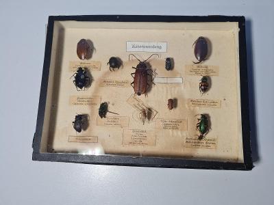 STARÁ přírodní sbírka hmyzu - BROUCI