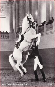 Koně (zvířata) * Španělská jezdecká škola, propagační * M1820