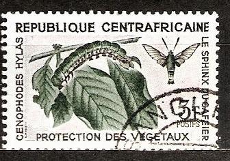 Fauna hmyz Central Africa  