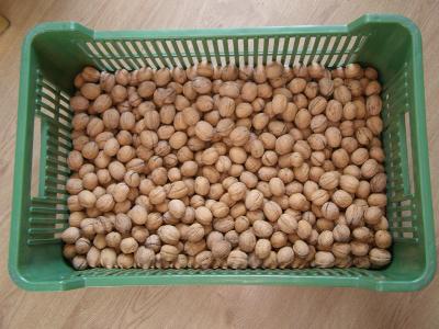 Vlašské ořechy,neloupané,sklizeň 2022,4,2 kg.