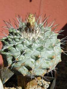 Kaktusy/sukulenty: Strombocactus corregidorae 