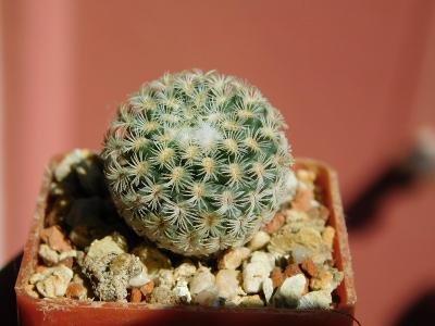 Kaktusy/sukulenty: Turbinicarpus cv. Torito