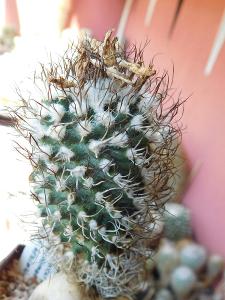 Kaktusy/sukulenty: Turbinicarpus krainzianus 