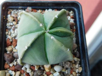Kaktusy/sukulenty: Astrophytum myriostigma 