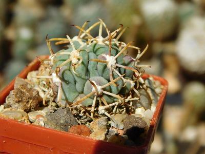 Kaktusy/sukulenty: Ancistrocactus uncinatus