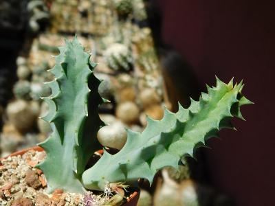 Kaktusy/sukulenty: Huernia zebrina