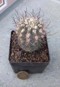kaktus Neoporteria nigriscoparicea