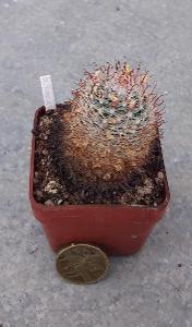 kaktus Mammillaria nana