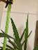Izbová rastlina yucca elephantipes - Dom a záhrada