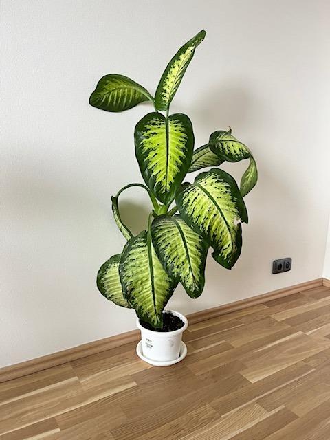 Pokojová rostlina ozdobná listem - Dieffenbachia Seguine - 120 cm | Aukro