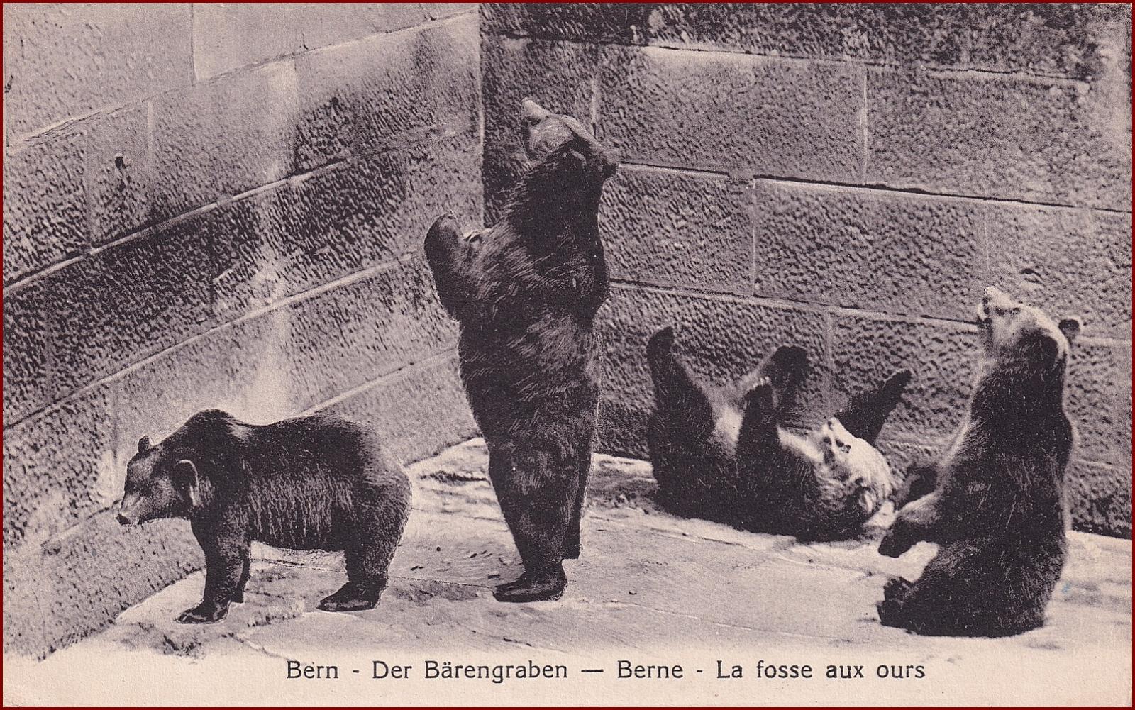 Bern * Bärengraben, medveď, zvieratá * Švajčiarsko * Z493 - Pohľadnice