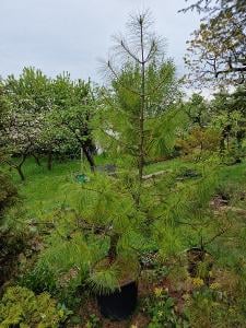 Bonsai - Pinus wallichiana, Borovica himalájska