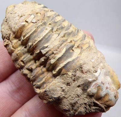 Trilobit - Fosilie Cca 460 mil let stará - Maroko