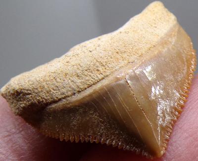 Žraločí zub - Squalicorax - Fosilie cca 100 mil let - Maroko - TOP