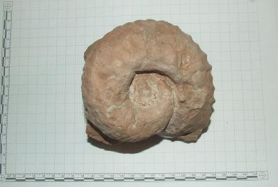 Amonit z Dolomit - krásný sbírkový kus - 1500 g
