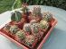 Kaktusy-zmes 12 ks - Dom a záhrada