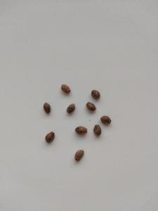 semená konope Afghan Auto- 5 semien