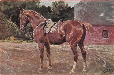Koně (zvířata) * sedlo, tělo zvířete, umělecká, sign. G. Koch * M3168