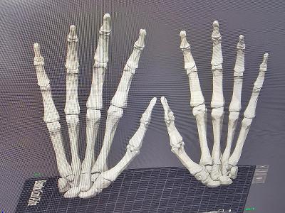 REALISTICKÝ model lidských dlaní, 3D tisk