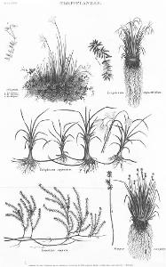Rostliny Rašeliniště, Meyer, oceloryt, (1860)