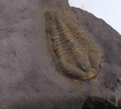 Trilobit Conocoryphe