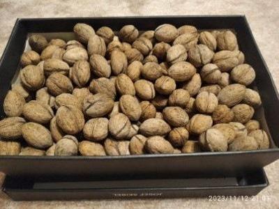 Vlašské ořechy neloupané 3,5kg 2023 krabice od bot