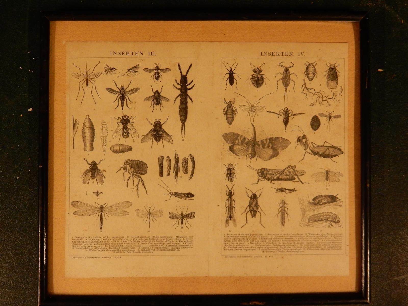 Obraz Hmyz (tlač, reprodukcia, kópia) - Zariadenia pre dom a záhradu