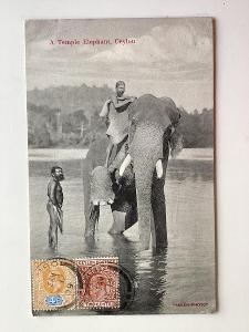 Ceylon a Temple Elephant 1909 do Ulmu